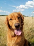 image of golden_retriever