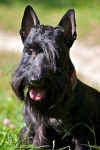 image of scottish_terrier #1