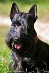 image of animal