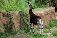 image of animal