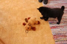 image of schipperke