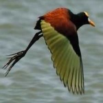 image of bird