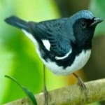 image of black_throated_warbler #3