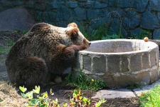 image of brown_bear