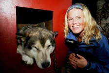 image of malamute