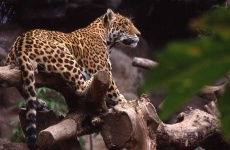 image of jaguar_car