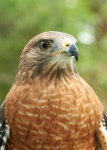 image of hawk
