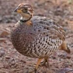 image of bird