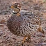 image of black_francolin #8