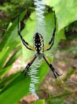 image of black_and_gold_garden_spider #21