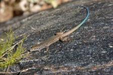 image of whiptail
