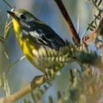 image of bird