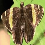 image of banded_butterfly #74