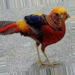 image of golden_pheasant #28