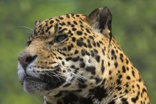 image of jaguar_car