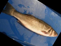 image of fish