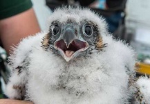 image of falcon