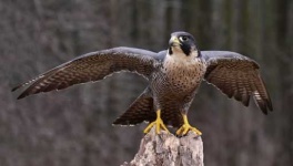 image of falcon