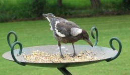 image of magpie