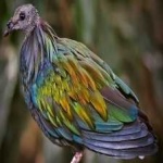 image of bird