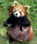 image of lesser_panda #22