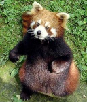 image of lesser_panda