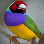 image of bird