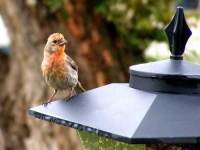 image of house_finch #12