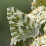 image of animal