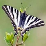 image of animal