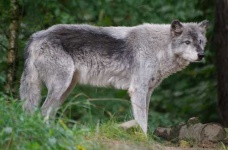 image of timber_wolf
