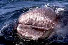 image of grey_whale
