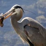 image of blue_heron #4