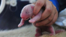 image of animal
