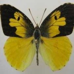image of animal