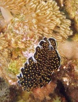 image of flatworm