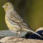 image of bird