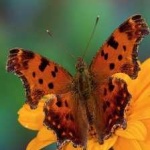 image of animal