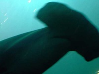 image of hammerhead