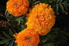 image of flower