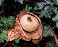 image of earthstar #13