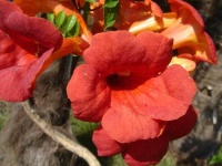 image of flower