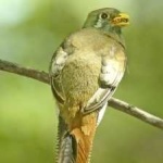 image of bird