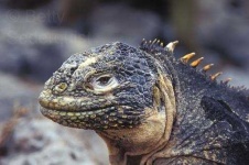 image of common_iguana