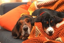 image of basset