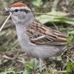 image of bird
