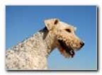 image of wire_haired_fox_terrier #6