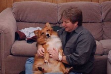 image of shetland_sheepdog
