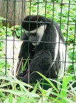 image of colobus #15