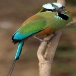 image of bird
